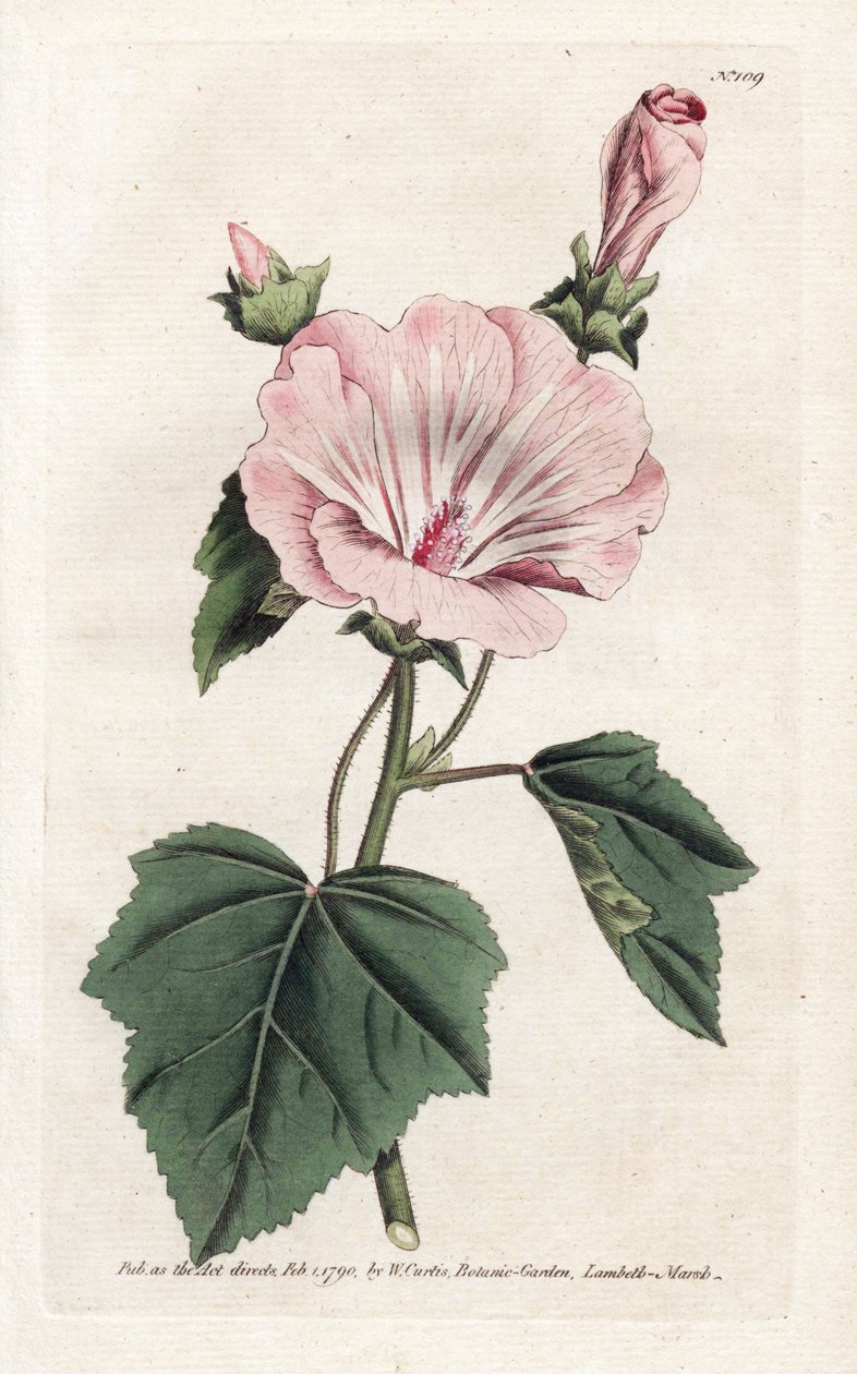 Annual Purple or Quarterly Lavater by James Sowerby