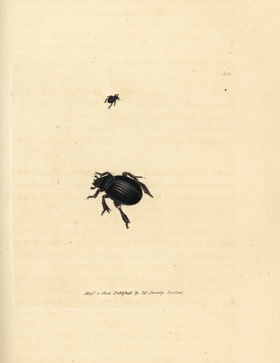Aphodius arenarius beetle by James Sowerby