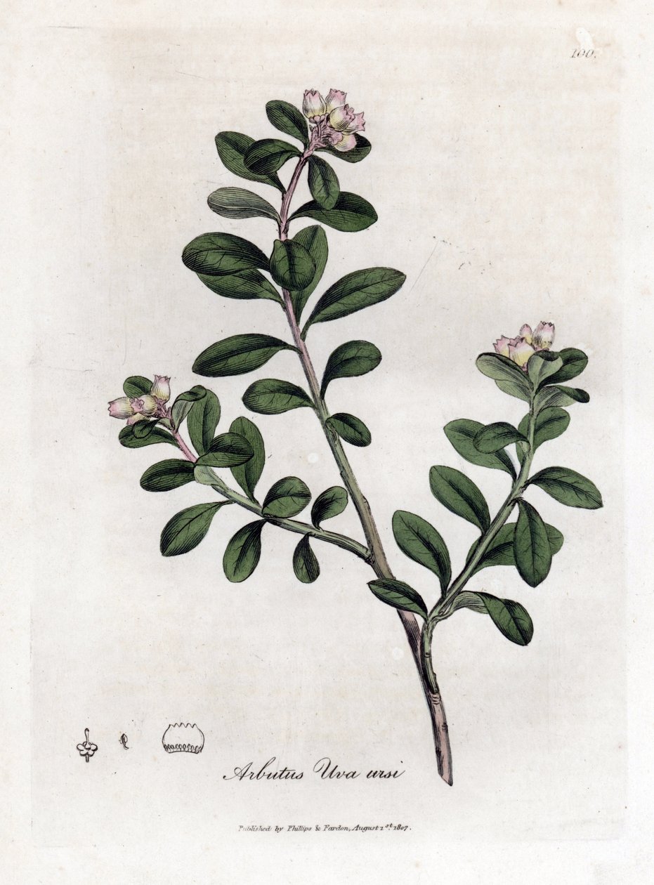 Bear Grape or Bearberry, Arctostaphylos uva-ursi by James Sowerby