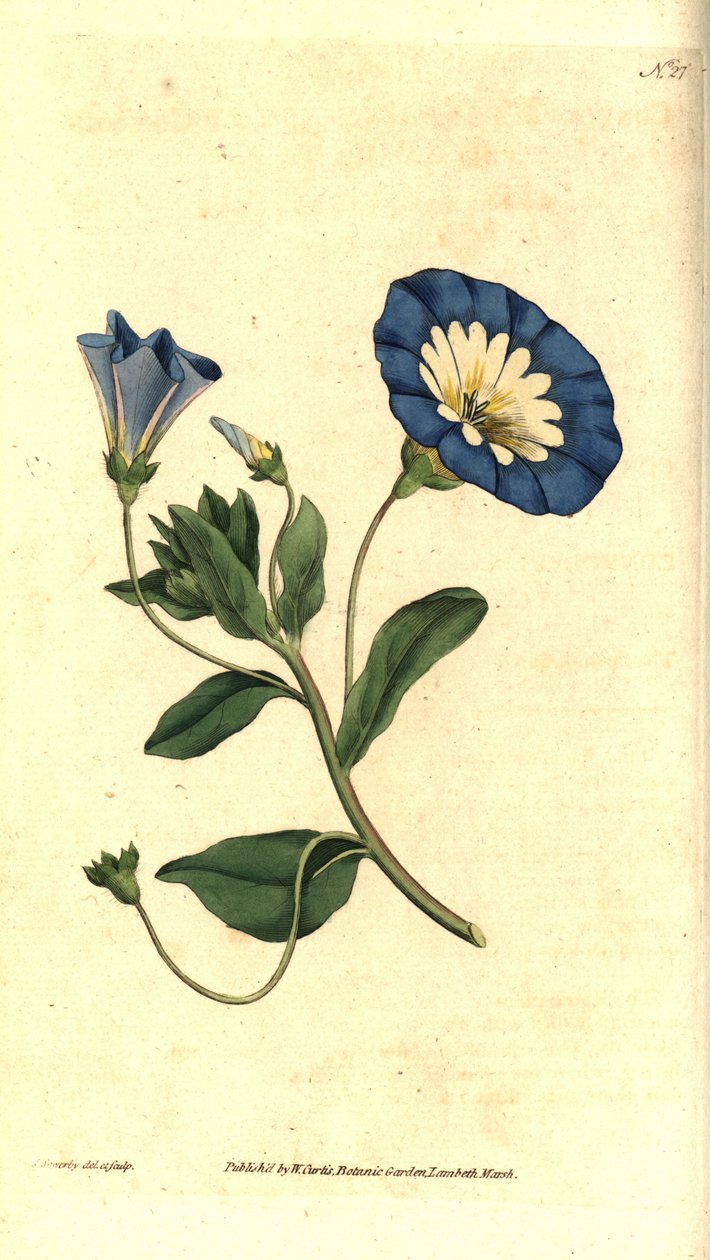 Beautiful day or tricolor bindweed - Small bindweed, Convolvulus tricolor by James Sowerby