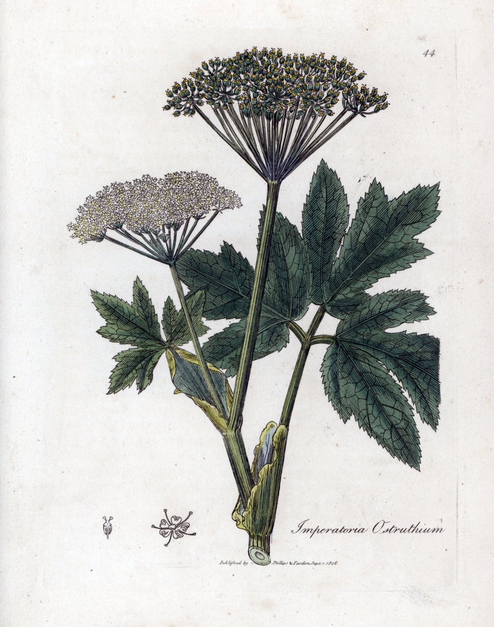 Common masterwort, Imperatoria ostruthium by James Sowerby