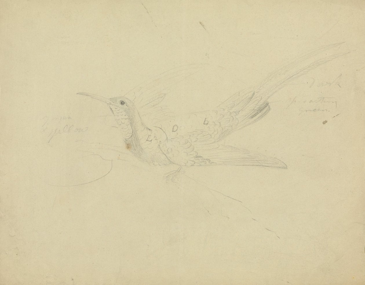 Bird of Paradise by James Sowerby