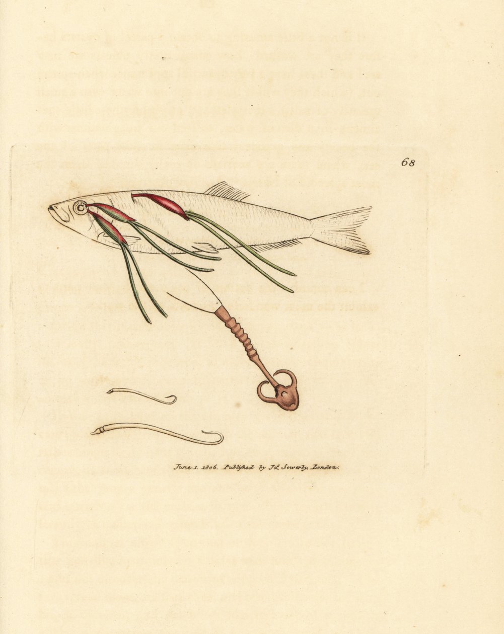 Blood-feeding copepod parasite on a spray