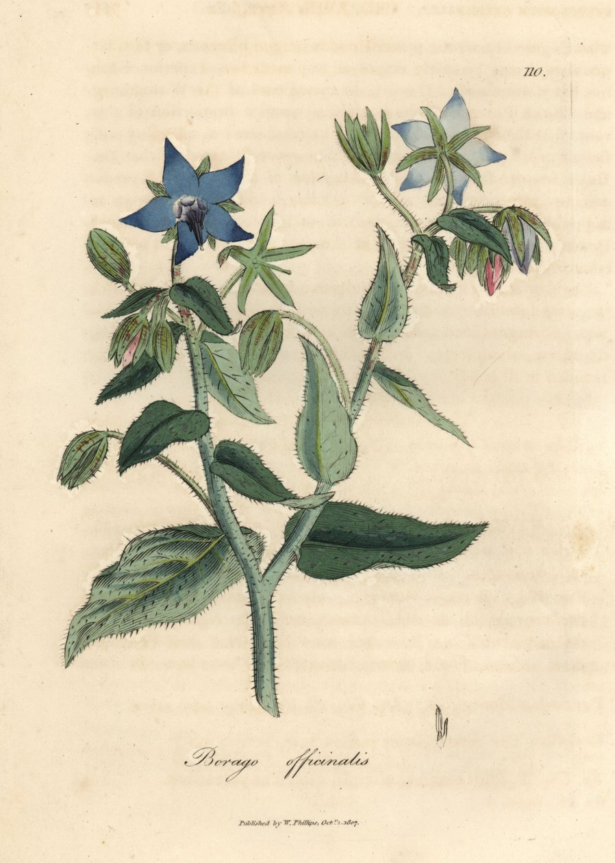 Blue flowered borage, Borago officinalis by James Sowerby