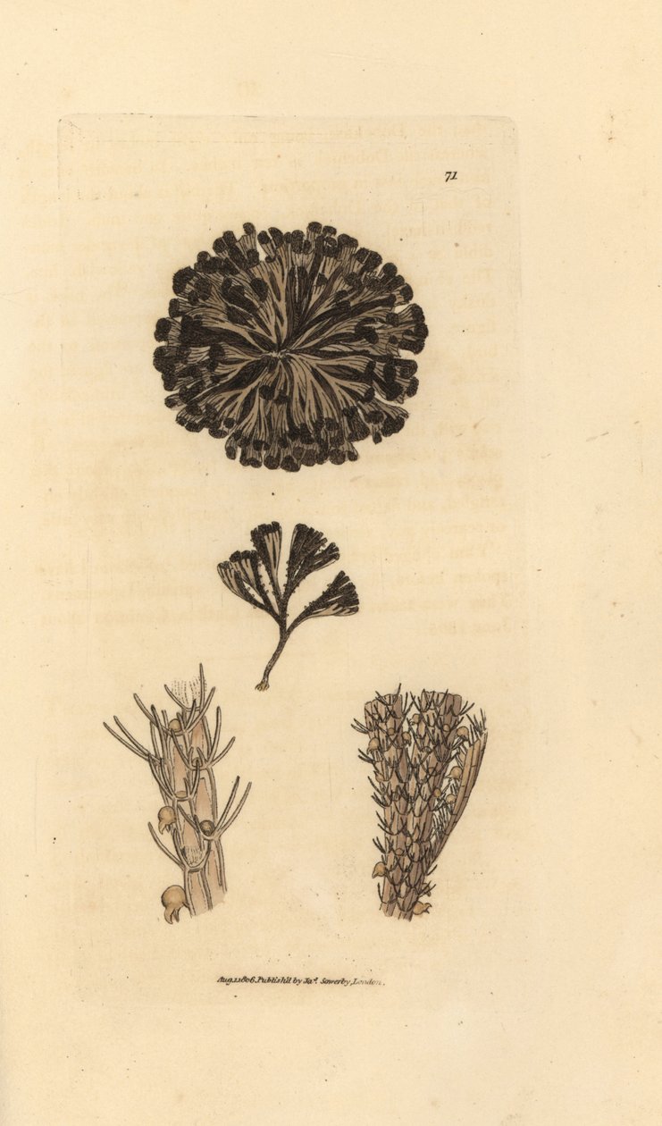 Bugulina avicularia by James Sowerby