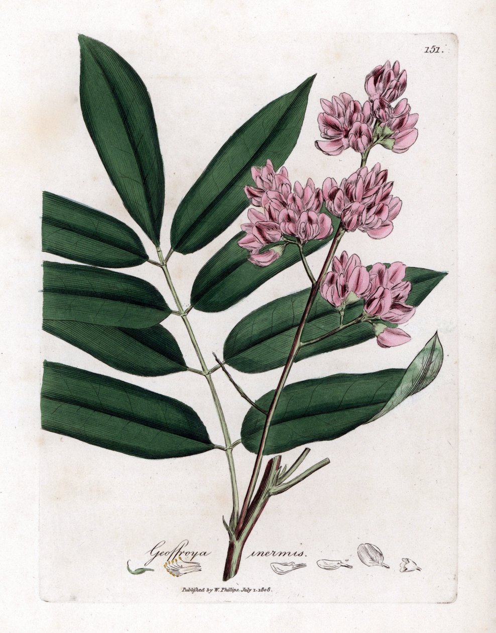 Cabbage Tree or Cabbage Bark, Andira inermis (Handcoloured copperplate engraving) by James Sowerby