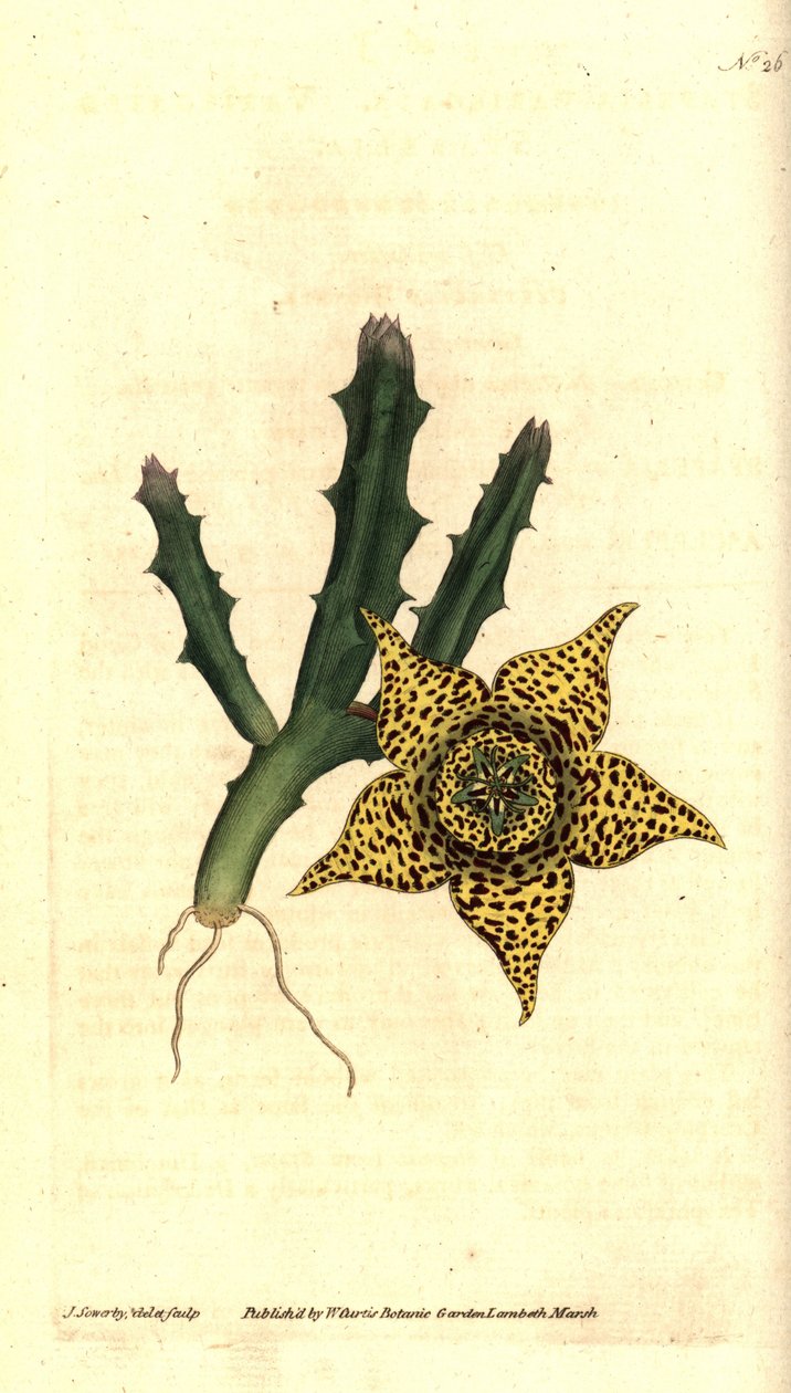 Cactus starch - Orbea variegata (Variegated stapelia, Stapelia variegata) by James Sowerby