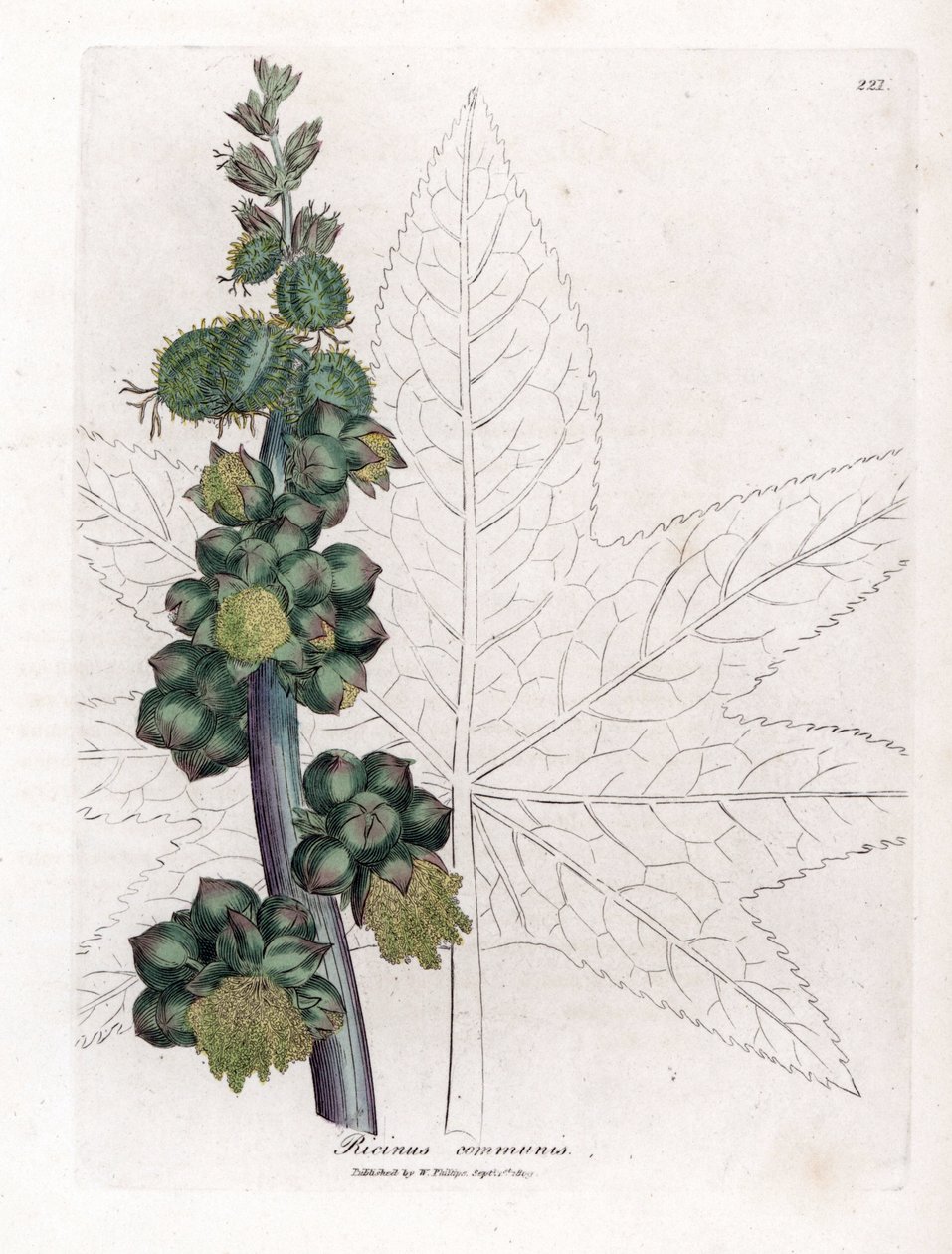 Castor - Castor Oil Plant, Ricinus Communis by James Sowerby