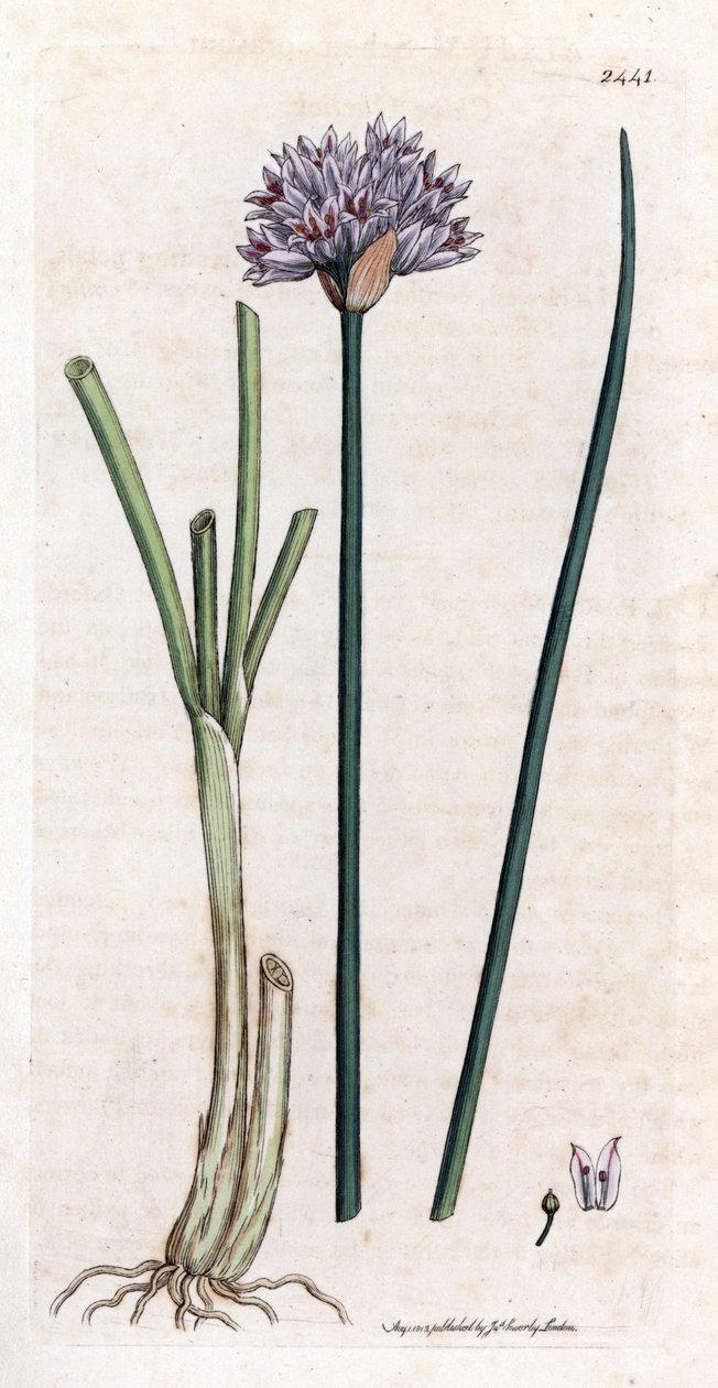 Chives, Allium schoenoprasum (Handcoloured copperplate engraving) by James Sowerby