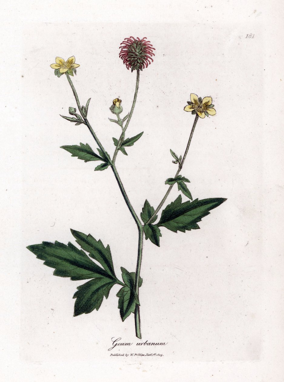 Common Benoite or Grass of Saint Benoit - Wood Avens, Geum Urbanum. Handcoloured Copperplate Engraving from a Botanical Illustration by James Sowerby from William Woodville and Sir William Jackson Hooker