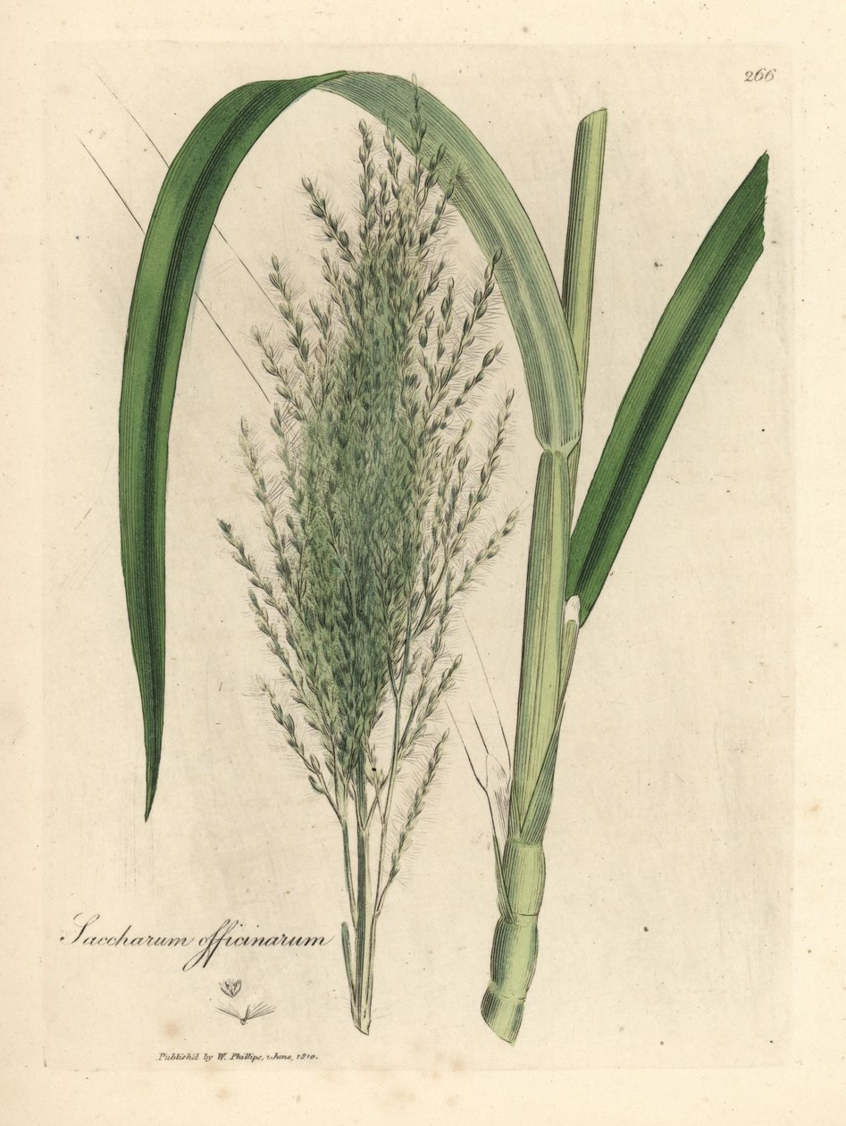 Common sugar cane, Saccharum officinarum by James Sowerby