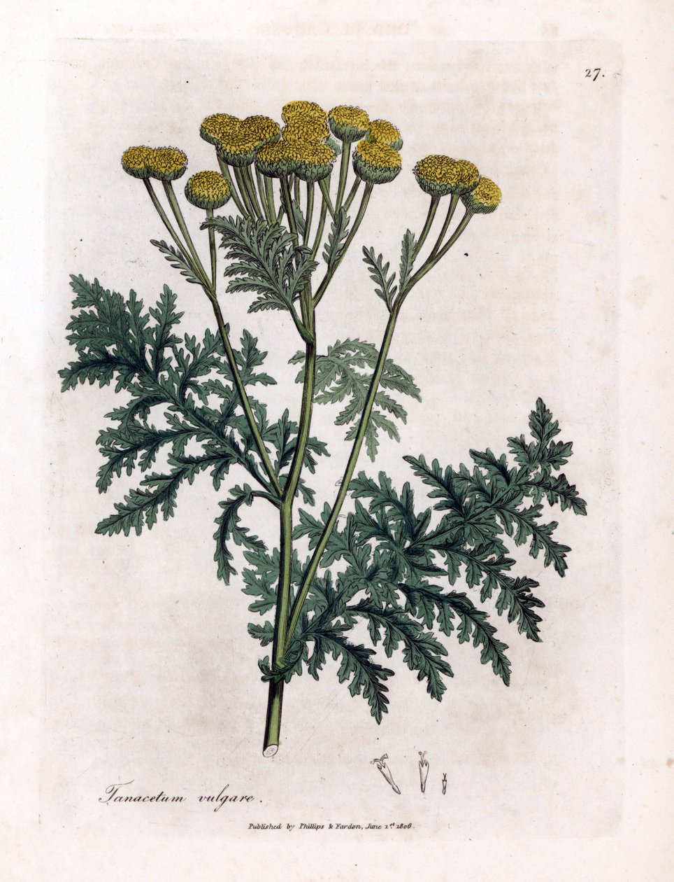 Common tansy or splash - Tansy, Tanacetum vulgare by James Sowerby