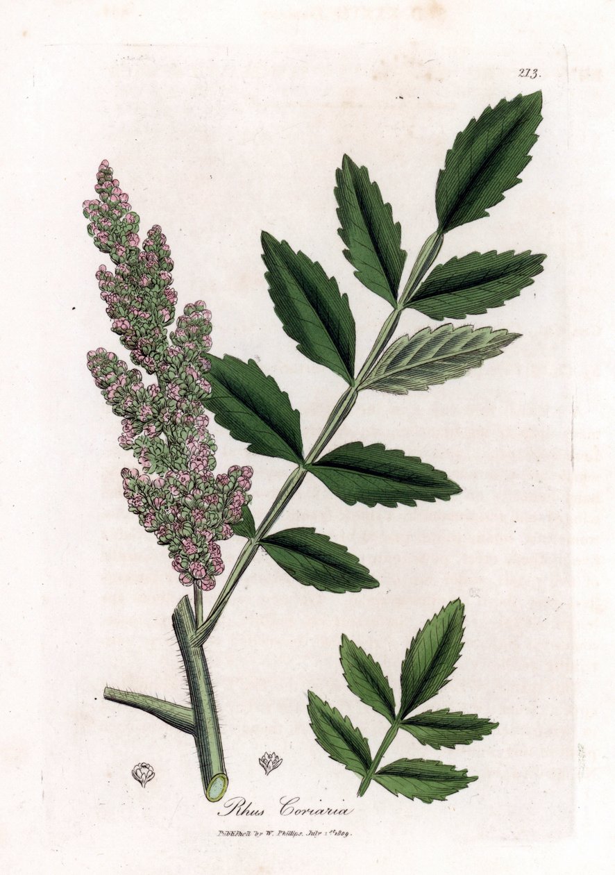 Corroyere or sumac of corroyeurs or travelers - Elm-leaved sumac, Rhus coriaria. Handcoloured copperplate engraving from a botanical illustration by James Sowerby from William Woodville and Sir William Jackson Hooker