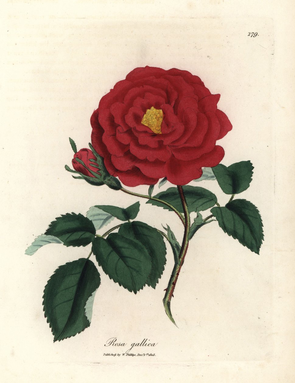 Crimson officinal rose, Rosa gallica by James Sowerby