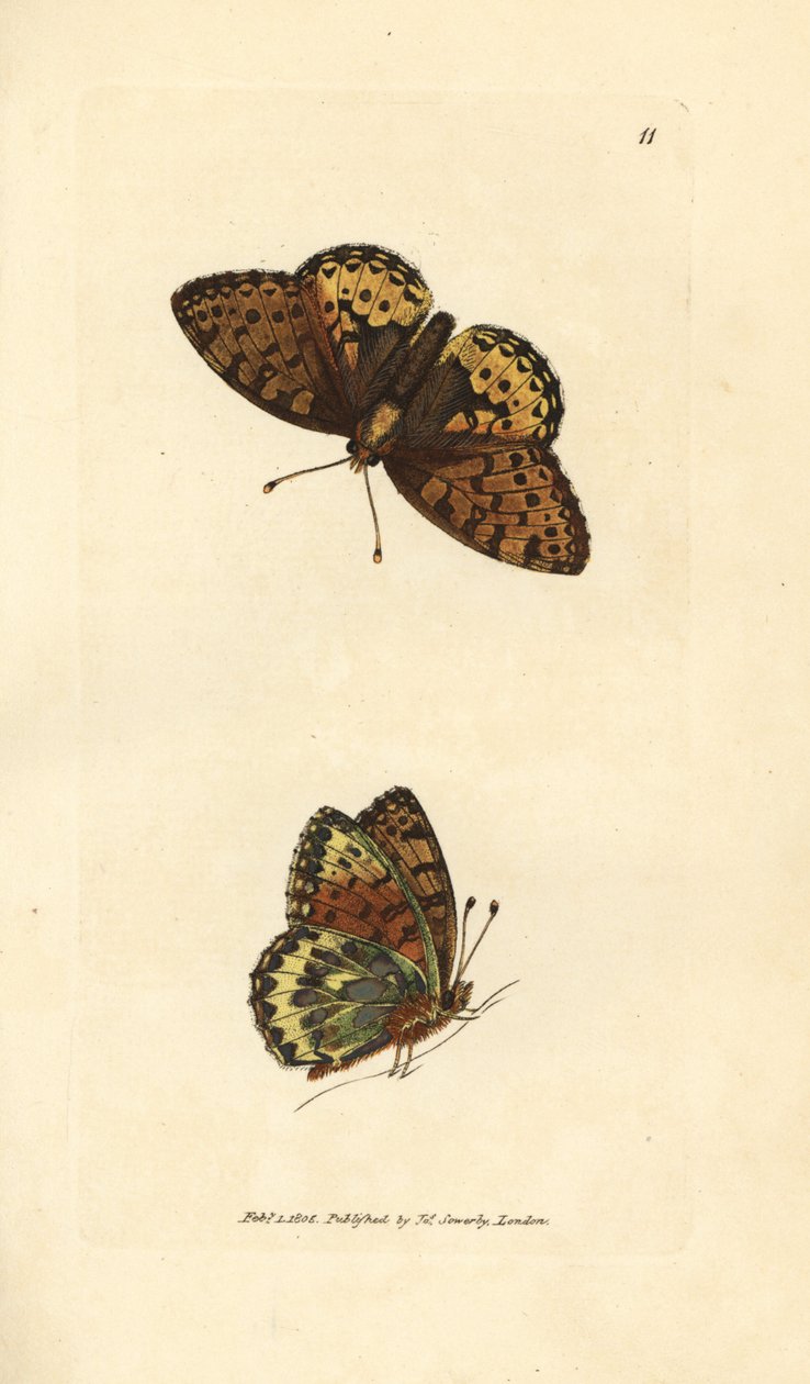 Dark green fritillary, Argynnis aglaia by James Sowerby