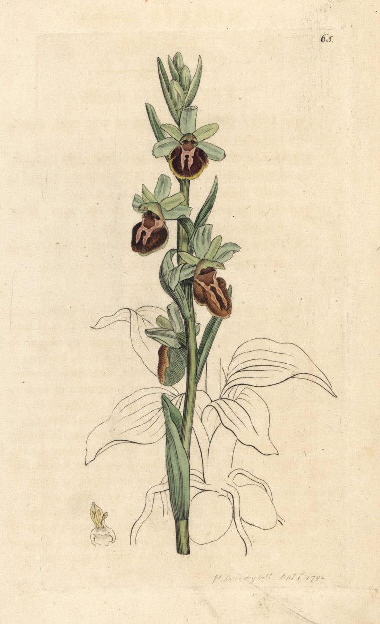 Early Spider Orchid, Ophrys sphegodes by James Sowerby