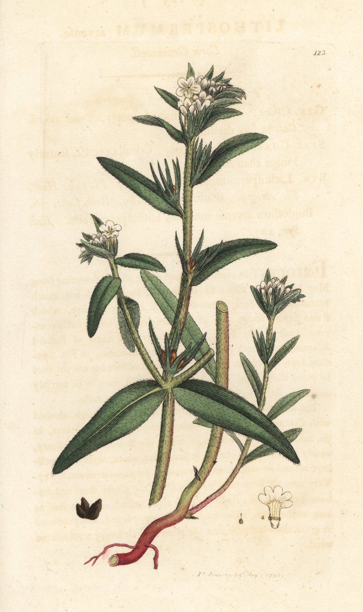 Field Gromwell, Buglossoides Arvensis (Lithospermum Arvense) (Gremil des Champs) by James Sowerby