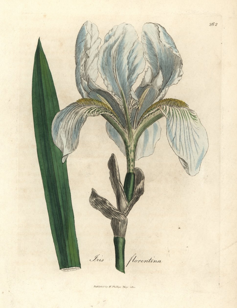 Florentine iris, Iris florentina by James Sowerby