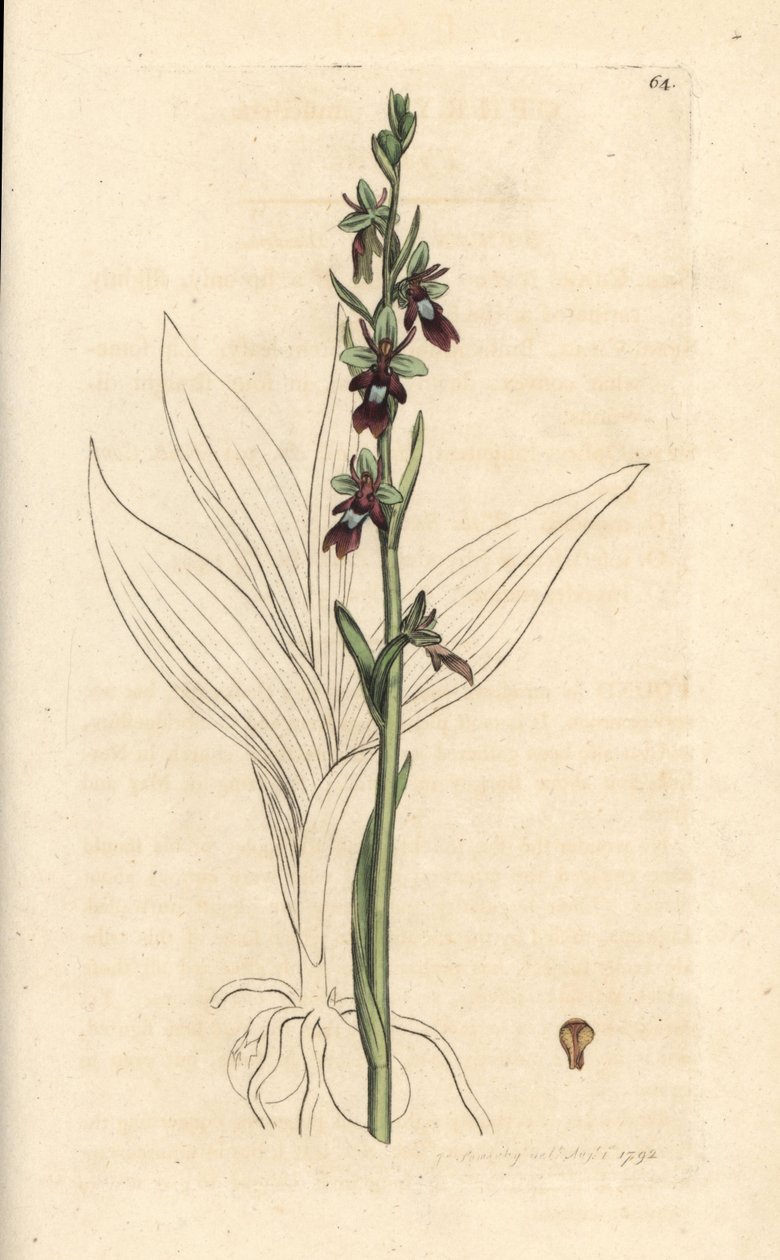 Fly Orchid, Ophrys Insectifera (Fly Orchis, Ophrys Muscifera) by James Sowerby