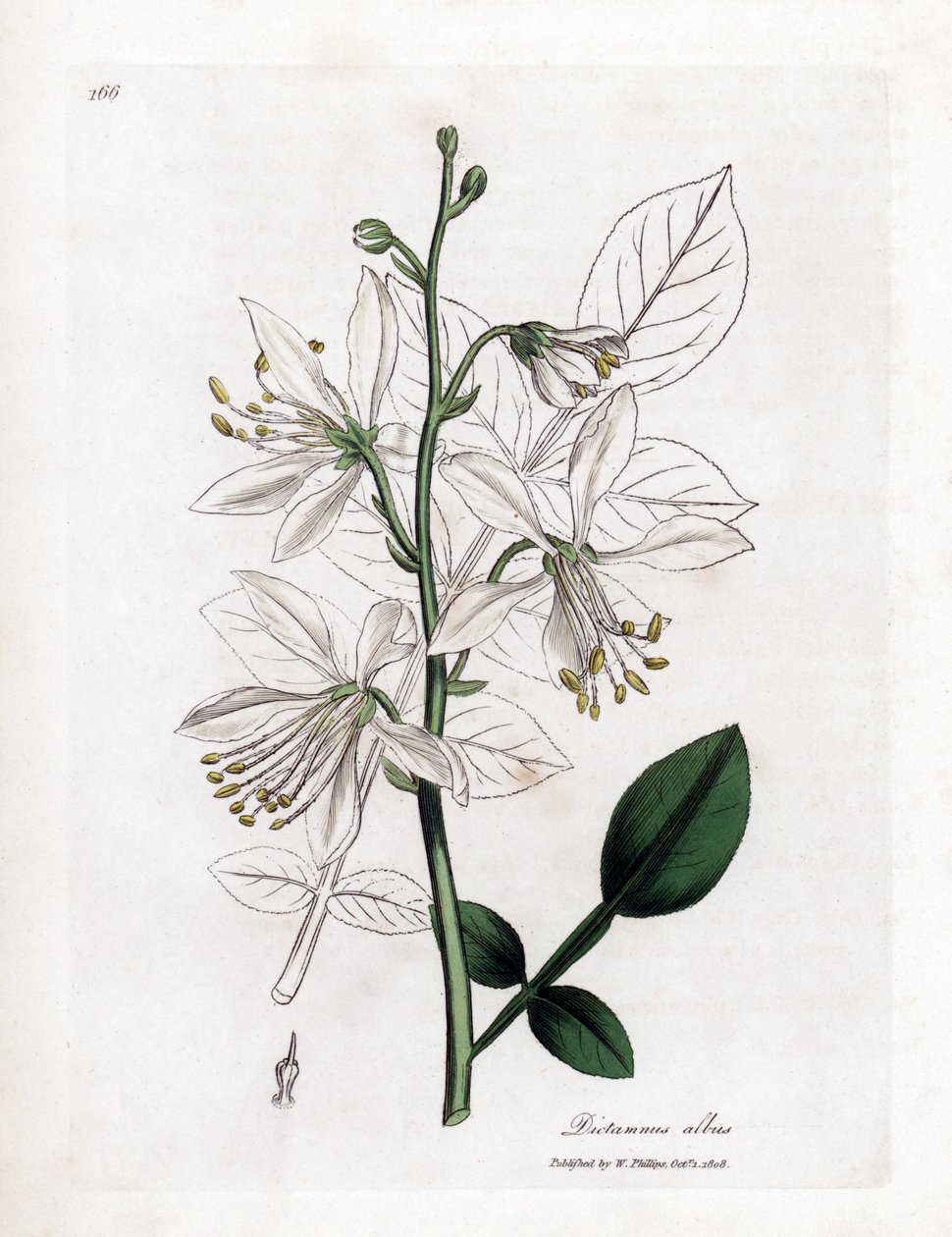 Fraxinelle - White Fraxinella or Bastard Dittany, Dictamnus Albus by James Sowerby