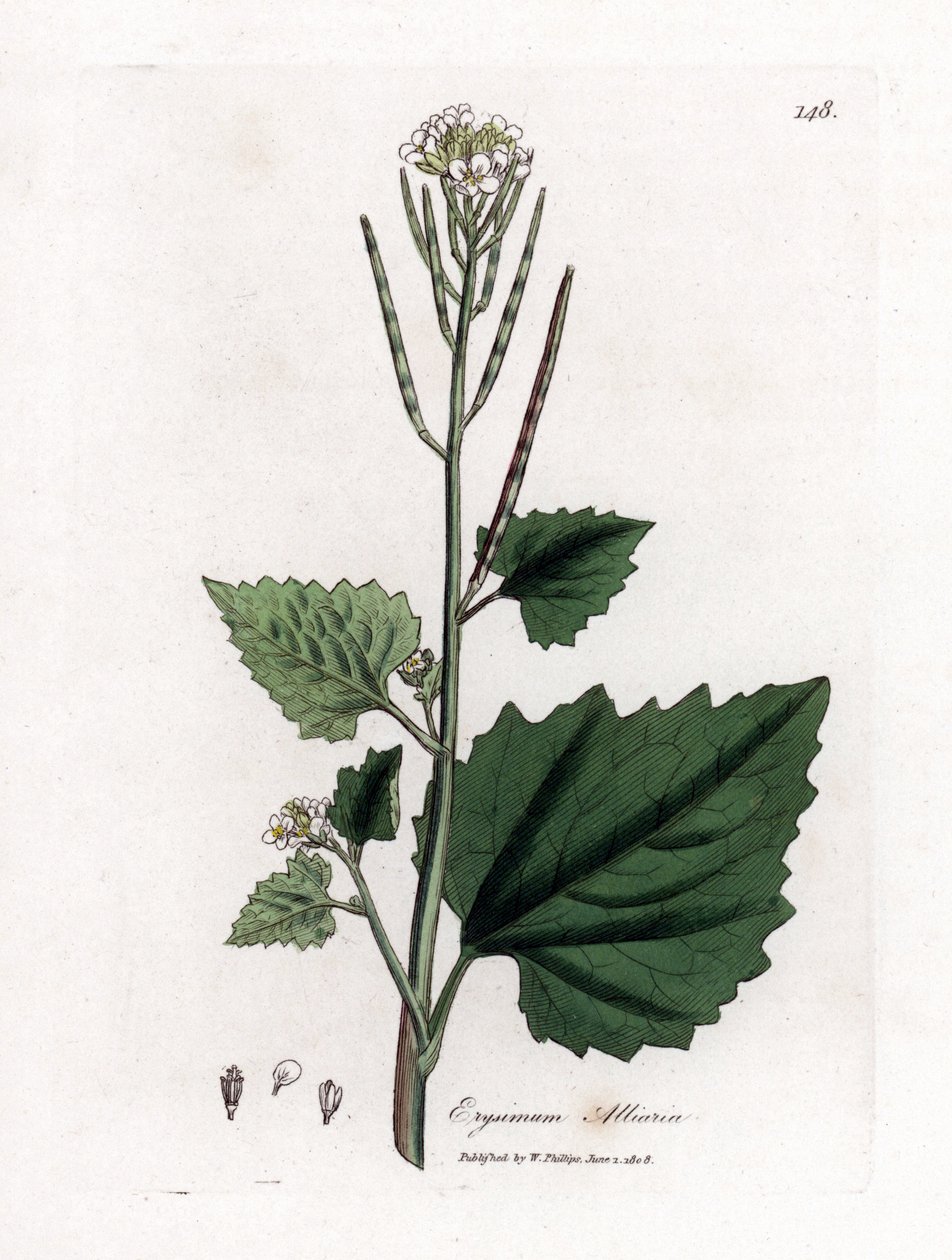 Garlic mustard, Alliaria petiolata. Handcoloured copperplate engraving from a botanical illustration by James Sowerby from William Woodville and Sir William Jackson Hooker