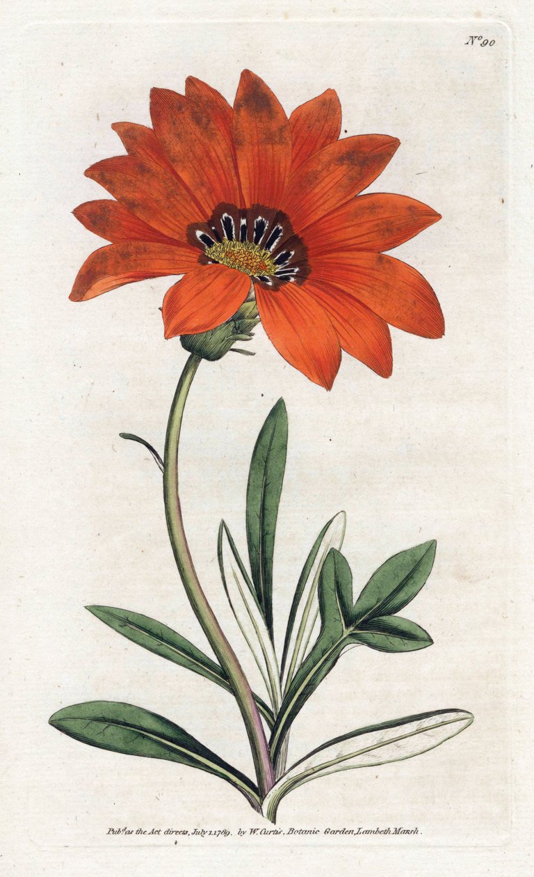 Gazania steep by James Sowerby