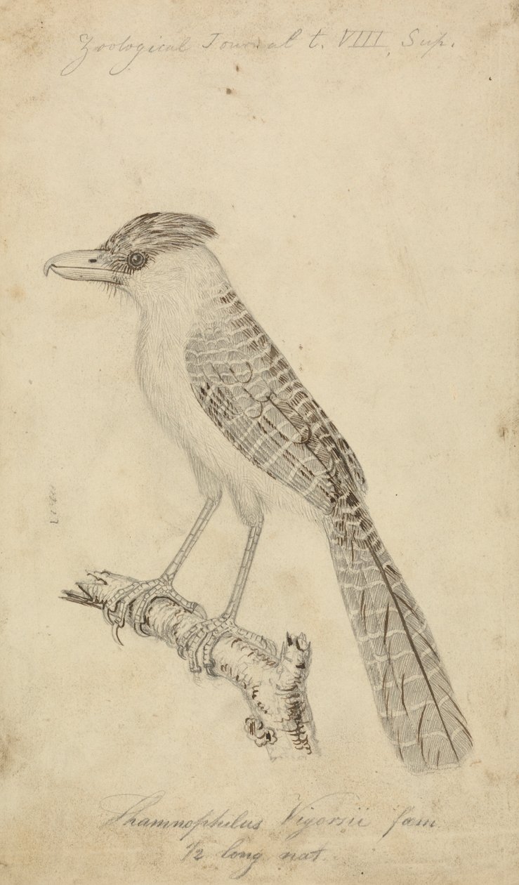 Giant Antshrike by James Sowerby