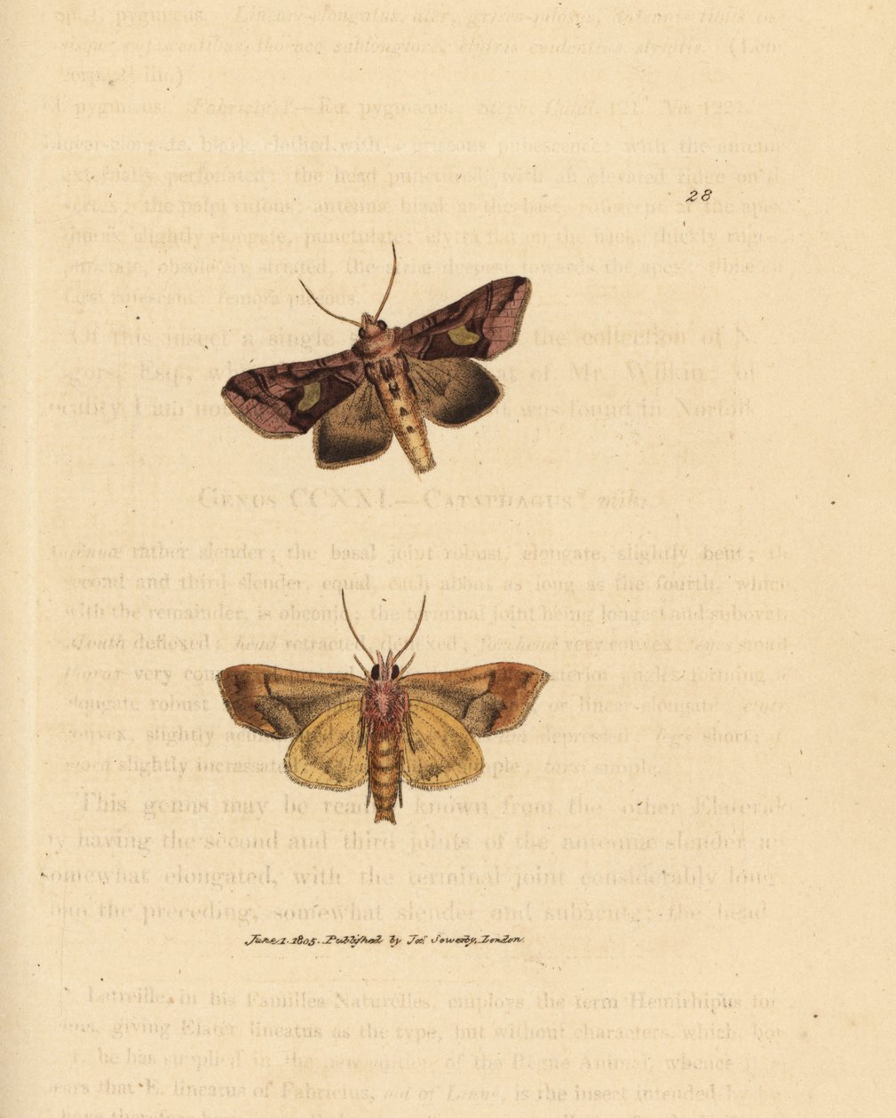 Gold spangle moth, Autographa bractea (Phalaena Noctua bractea) by James Sowerby