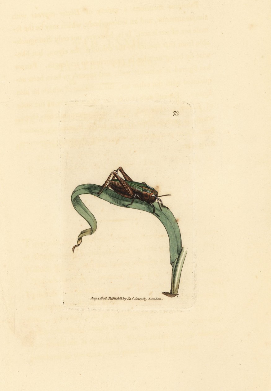 Green grasshopper, Omocestus viridulus by James Sowerby