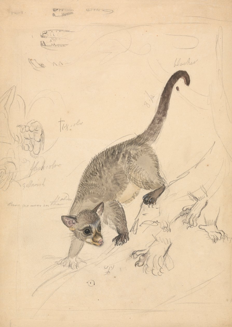 Kinkajou by James Sowerby