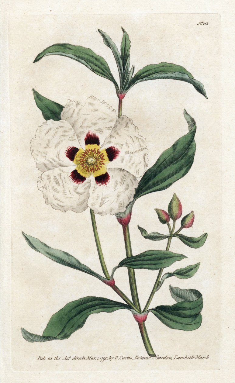 Ladanifere or Ledon Cistus - Lithography by James Sowerby (1757-1822), from the Botanical Magazine by William Curtis (1746-1799) by James Sowerby