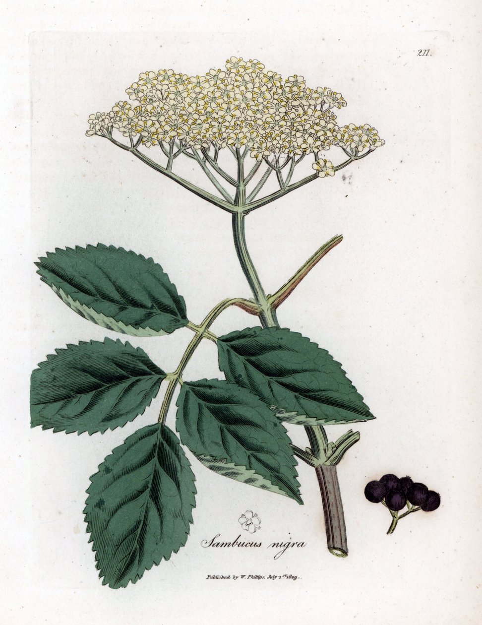 Large Elderberry or Black Elderberry - Common Black Elder Tree, Sambucus Nigra by James Sowerby
