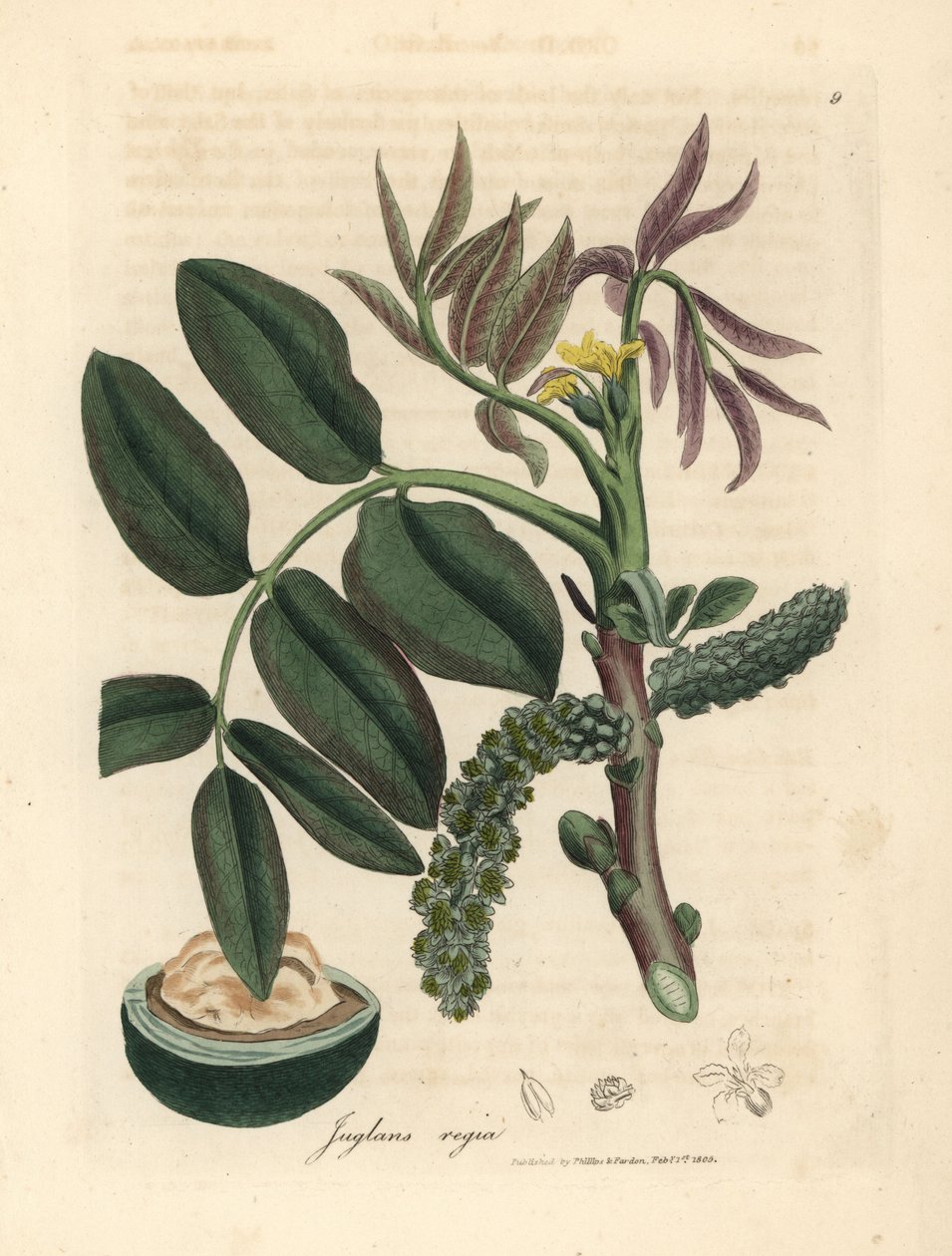 Leaves, Yellow Flower and Nut of the Common Walnut Tree by James Sowerby