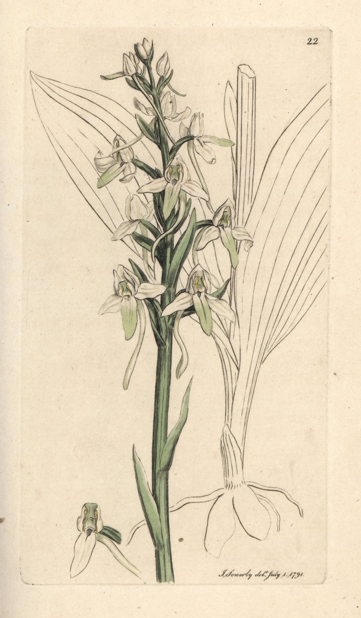 Lesser Butterfly Orchis, Platanthera bifolia by James Sowerby