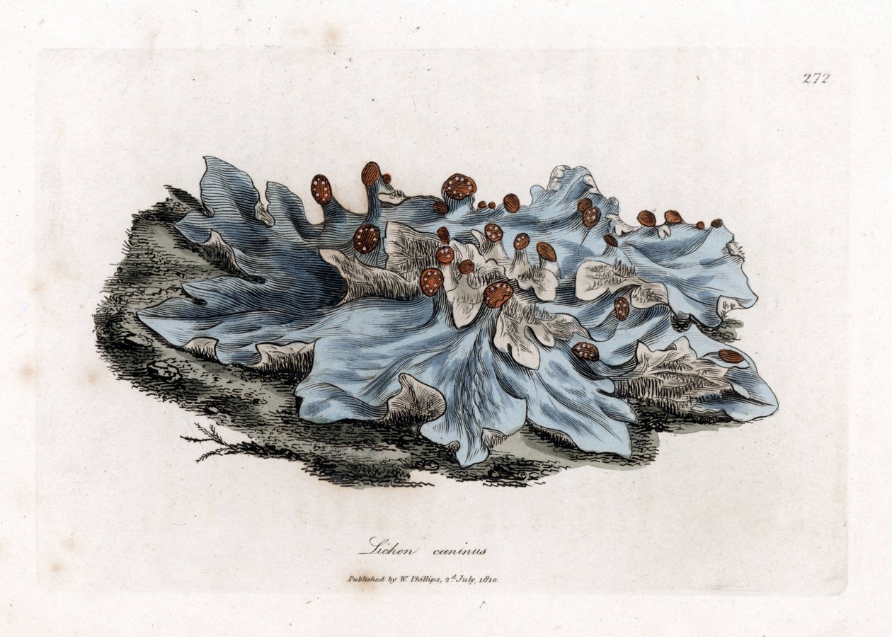 Lichen variete - Ash-coloured ground liverwort, Lichen caninus by James Sowerby