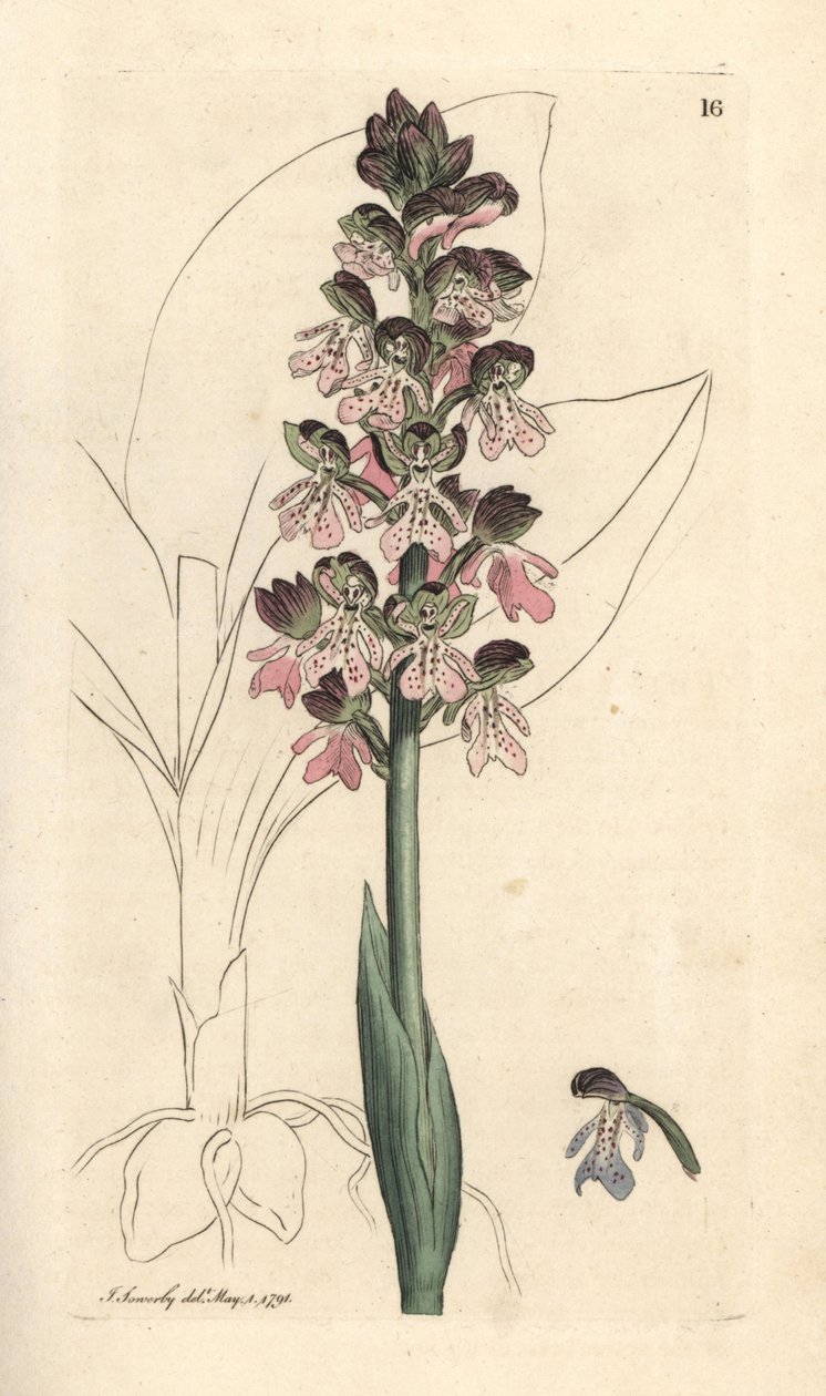 Military orchis, Orchis militaris (Orchis warrior) Handcoloured copperplate engraving after an illustration by James Sowerby from James Smith