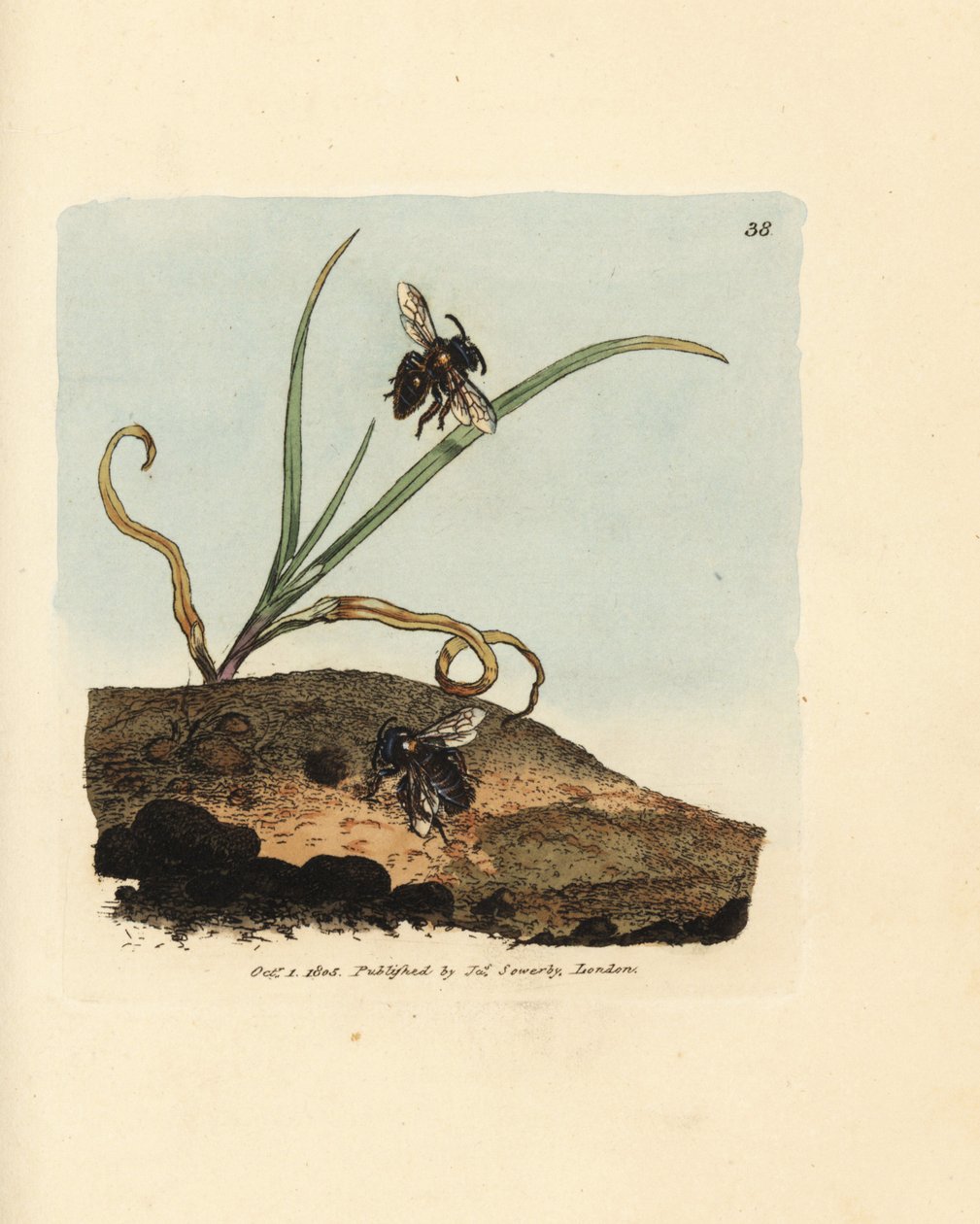 Mining bee, Andrena nigroaenea by James Sowerby