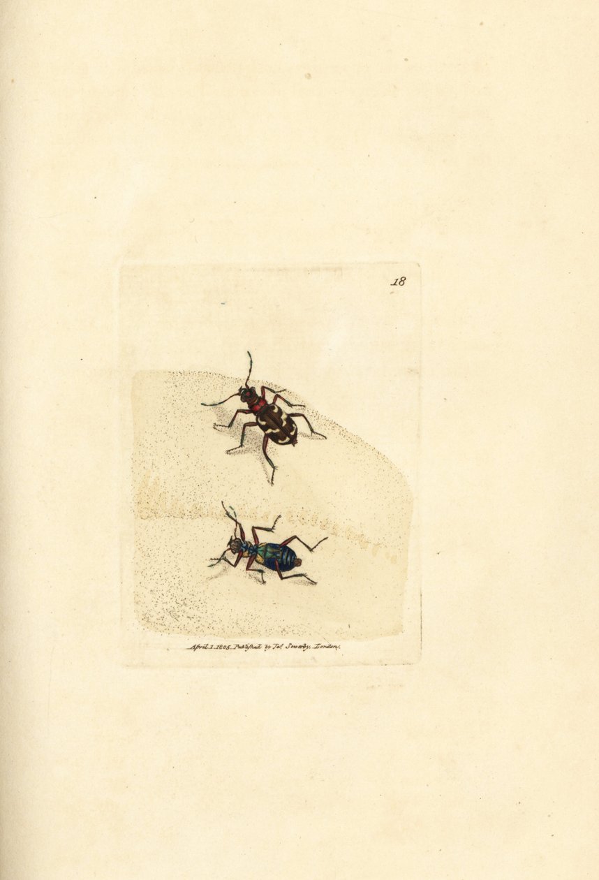 Northern Dune Tiger Beetle (Handcoloured Copperplate Engraving by James Sowerby from The British Miscellany) by James Sowerby