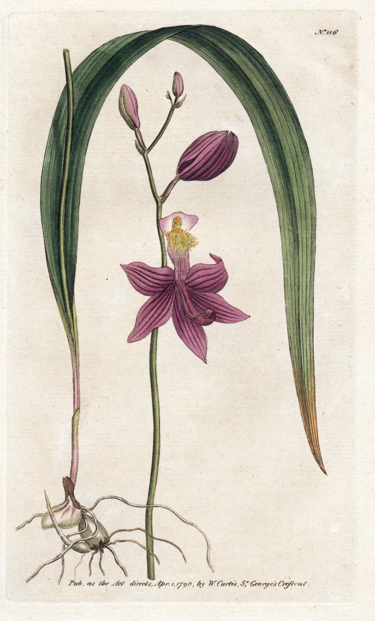 Orchid: calopogon tuberus (Lithography by James Sowerby, from William Curtis