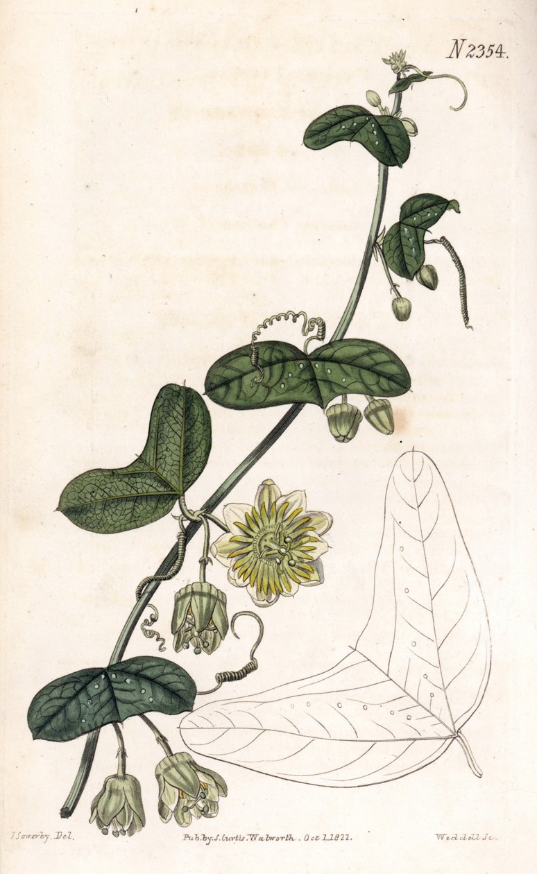 Passion Flower Variete, Passiflora biflora by James Sowerby