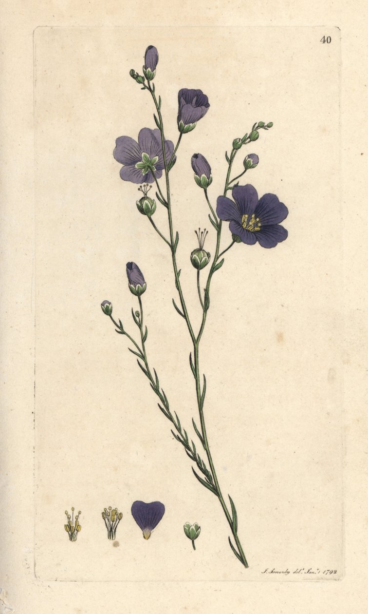 Perennial Flax, Linum Perenne (Linen Perace) by James Sowerby