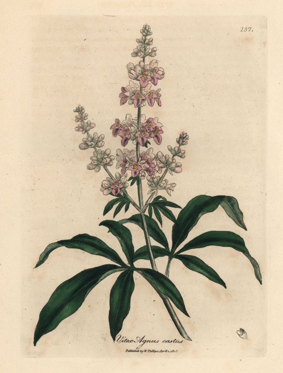Pink flowered chaste tree, Vitex agnus castus by James Sowerby