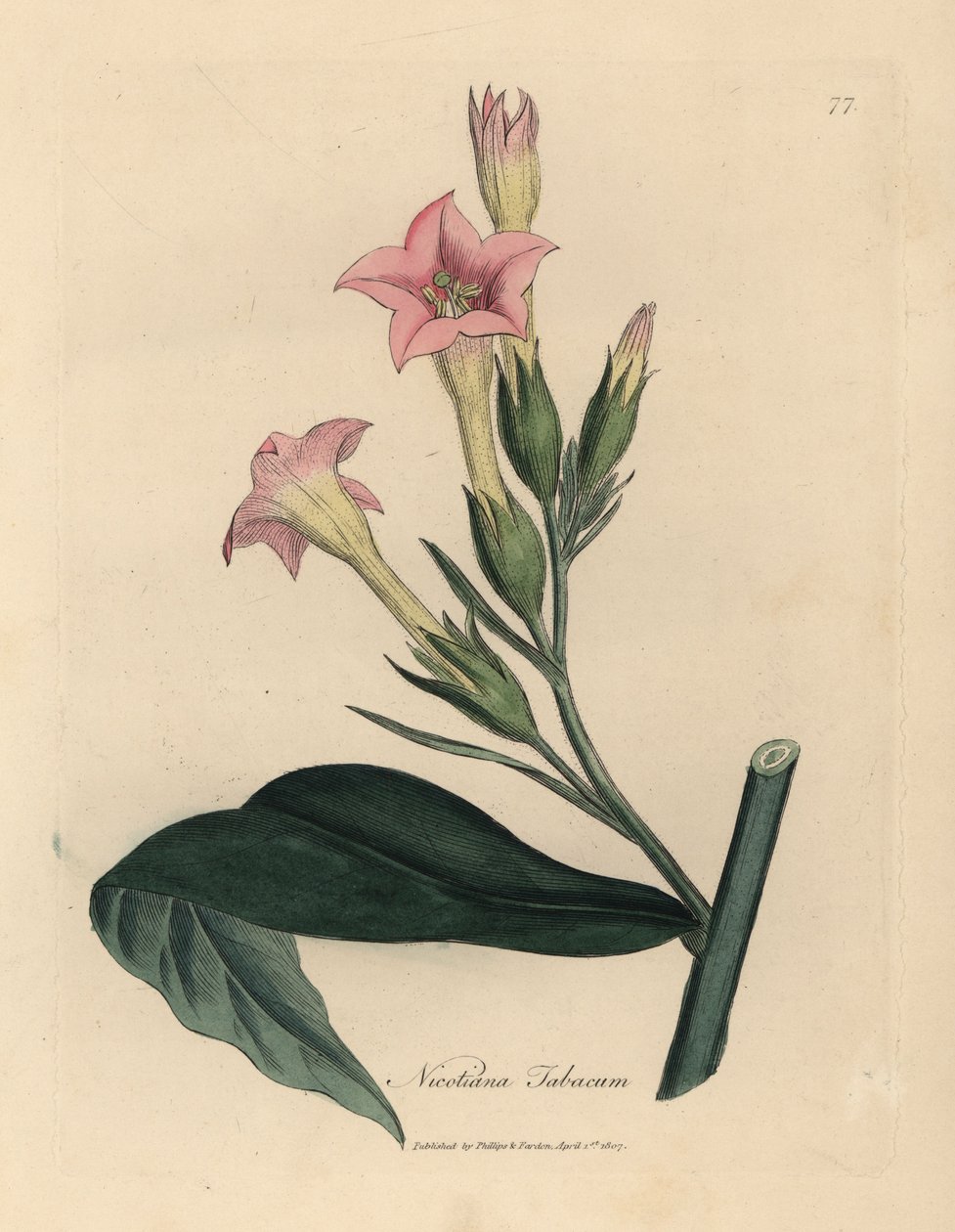 Pink Flowered Tobacco Plant, Nicotiana Tabacum by James Sowerby