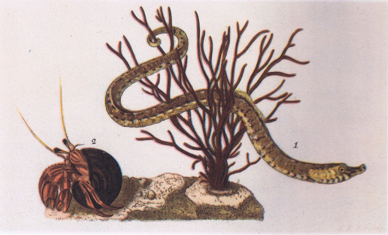 Pipe Fish and Hermit Crab, Nature in Britain published by Collins by James Sowerby