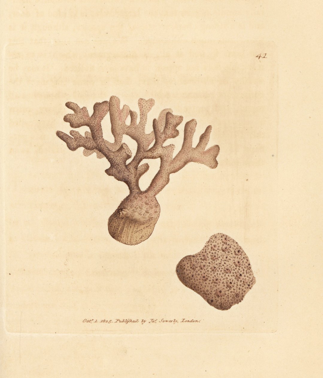Porella compressa by James Sowerby