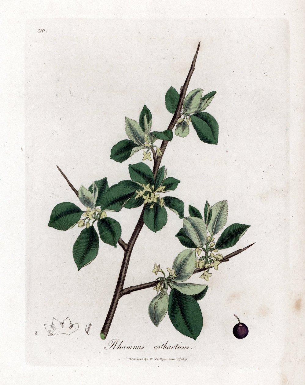 Purgative or Cathartic Buckthorn - Purging Buckthorn, Rhamnus Catharticus by James Sowerby