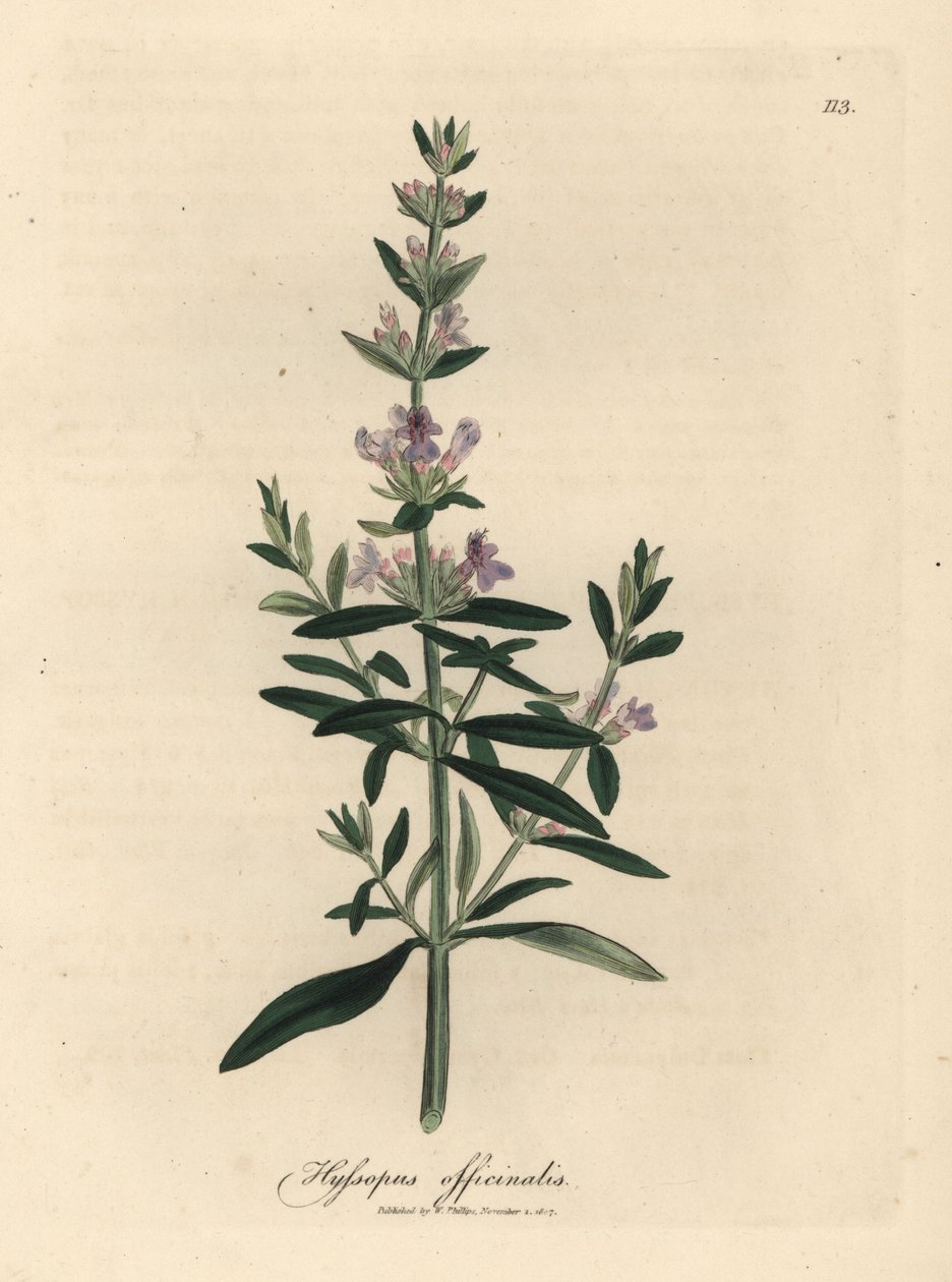 Purple Flowered Hyssop, Hyssopus officinalis by James Sowerby