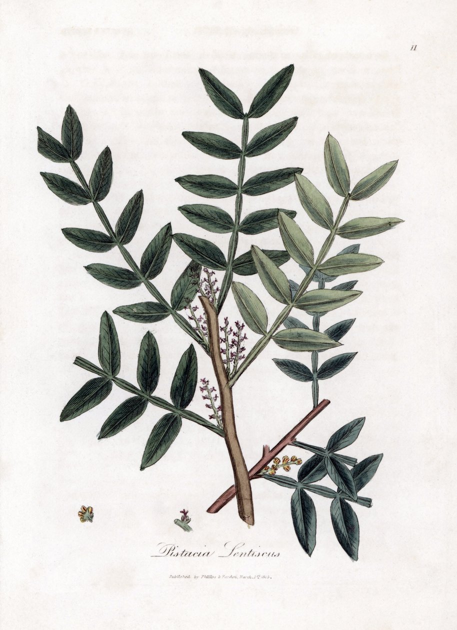 Putty Tree or Lentiscus Pistachio - Putty Tree, Pistacia Lentiscus. Handcoloured Copperplate Engraving from a Botanical Illustration by James Sowerby from William Woodville and Sir William Jackson Hooker