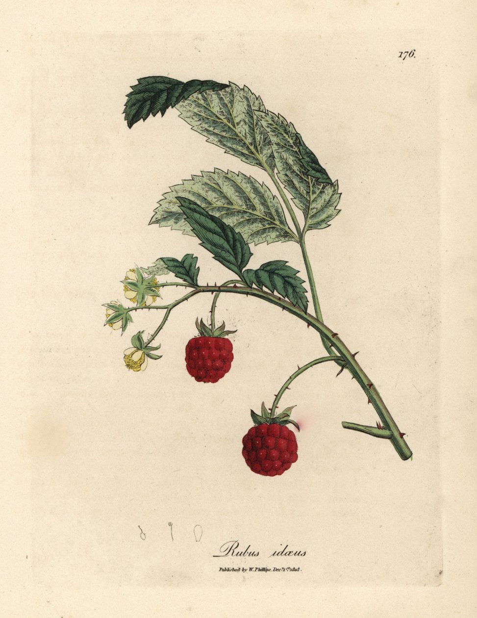 Raspberry bush with ripe fruit and yellow flowers, Rubus idaeus by James Sowerby