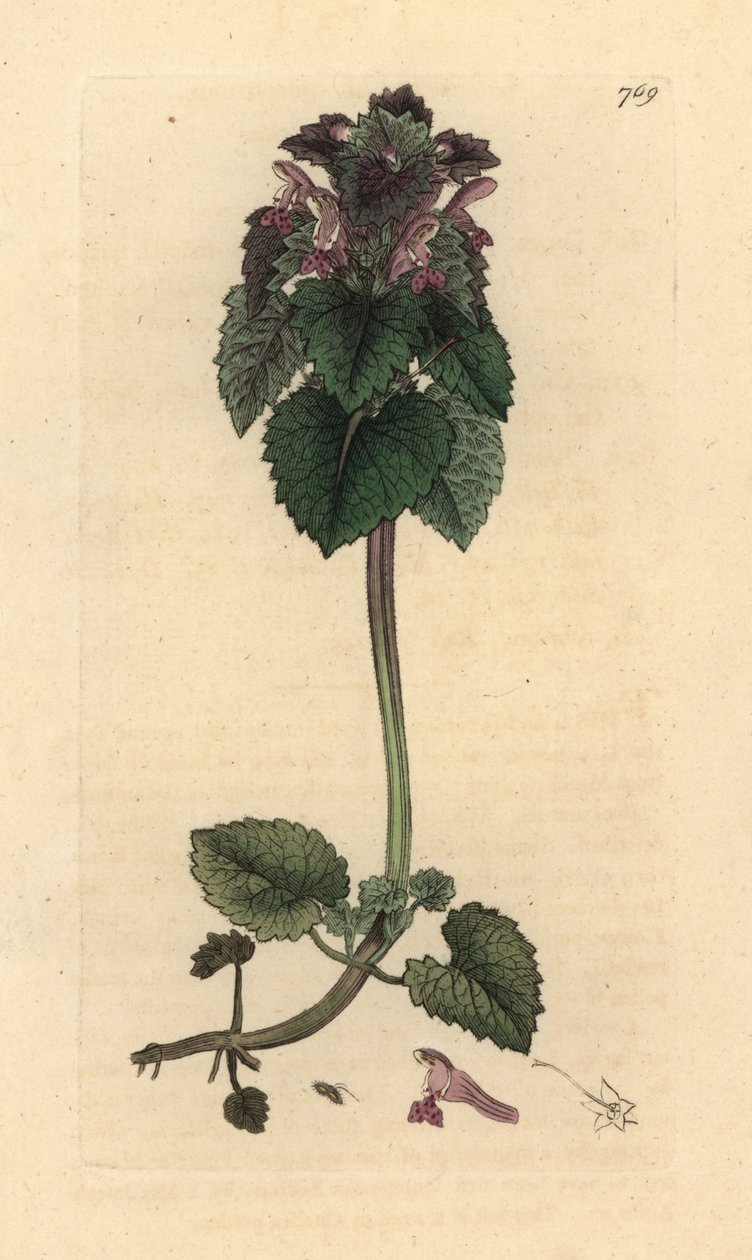 Red Deadnettle, Lamium Purpureum, Handcoloured Copperplate Engraving by James Sowerby